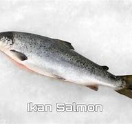 Asal Usul Ikan Salmon